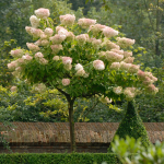  Hydrangea paniculata 'Grandiflora' Tree Form