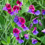 Sweet Peas