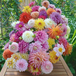  Summertime Splendor Dahlia Collection