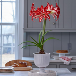  Amaryllis 'Splash,' one bulb and white footed urn kit