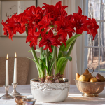  Amaryllis 'Double Delicious,' 3 bulbs and ceramic bowl Kit