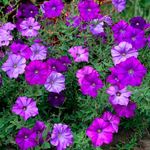 Wave® Petunias