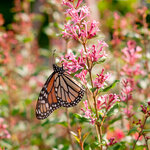 <strong>Saturday, June 15 - 10:00 a.m., rain or shine</strong> Pollinator Days 